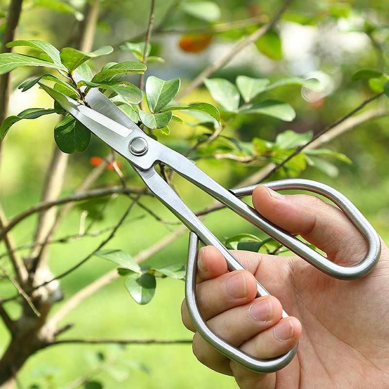 Tender Leaf Scissors Bonsai To - Concave Branch Cutter ulasan dan harga